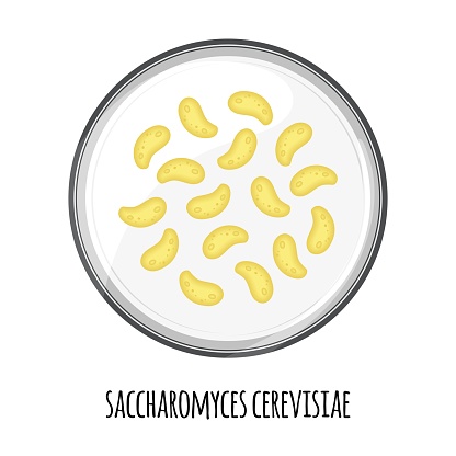 The human microbiome of saccharomyces cerevisiae in a petri dish. Vector image. Bifidobacteria, lactobacilli. Lactic acid bacteria. Illustration in a flat