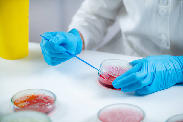 istock Microbiology laboratory work. Hands of a microbiologist working in a biomedical research laboratory, using a disposable inoculation rod to inoculate blood agar in a Petri dish. 1428104942