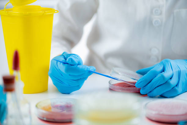 istock Microbiology laboratory work. Hands of a microbiologist working in a biomedical research laboratory, using a disposable inoculation rod to inoculate blood agar in a Petri dish. 1428105498