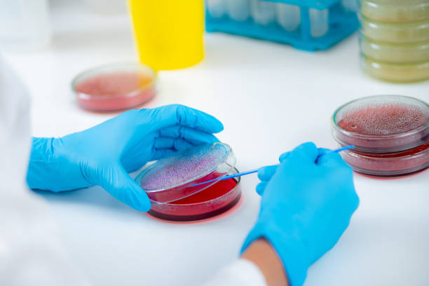 istock Microbiology laboratory work. Hands of a microbiologist working in a biomedical research laboratory, using a disposable inoculation rod to inoculate blood agar in a Petri dish. 1428106053