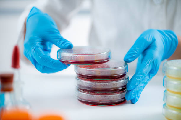 istock Microbiology lab. Hands of a microbiologist, working with bacteria cultures, moving inoculated Petri dishes. 1428106361