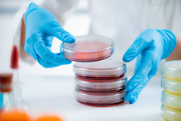 istock Microbiology bacteria laboratory work. Hands of a microbiologist working in a research facility, moving stacks of Petri dishes with bacteria cultures. 1428106531