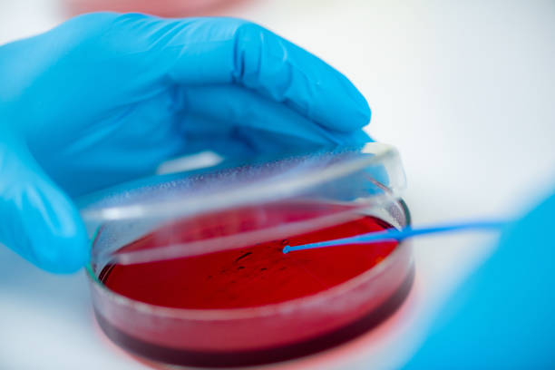 istock Microbiology laboratory work. Hands of a microbiologist working in a biomedical research laboratory, using a disposable inoculation rod to inoculate blood agar in a Petri dish. 1428106849