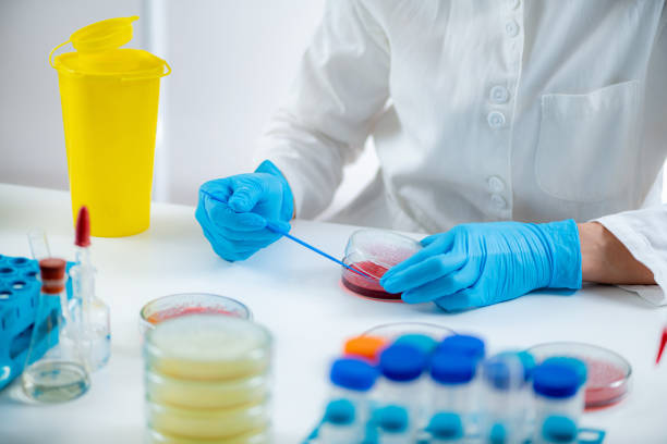 istock Blood agar inoculation. Microbiologist working in a biomedical research laboratory, using inoculation rod and Petri dish. 1428107025