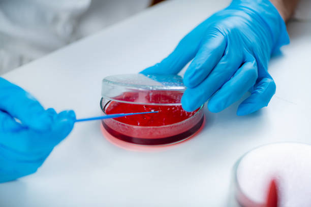 istock Microbiology laboratory work. Hands of a microbiologist working in a biomedical research laboratory, using a disposable inoculation rod to inoculate blood agar in a Petri dish. 1428107090