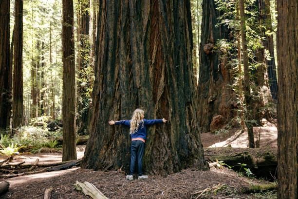 mädchen umarmt großen mammutbaum - sequoiabaum stock-fotos und bilder