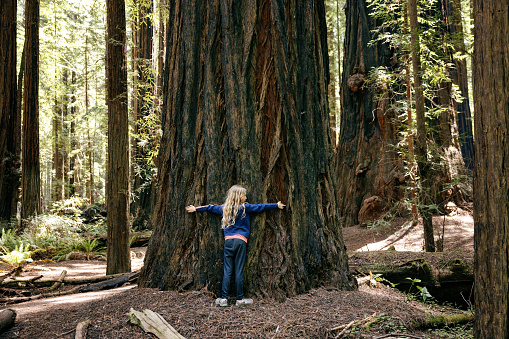 Large Redwood and Sequoia in Northern California, USA.  A young Caucasian girl wraps her arms around a large tree in a hug.