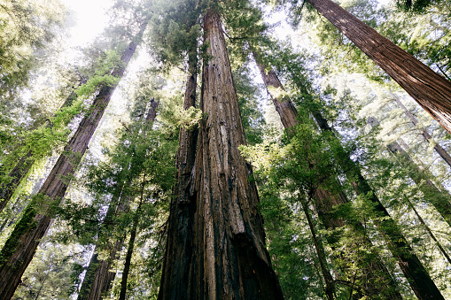 Large Redwood and Sequoia as viewed from below rise high above.  Photographed in California, USA.