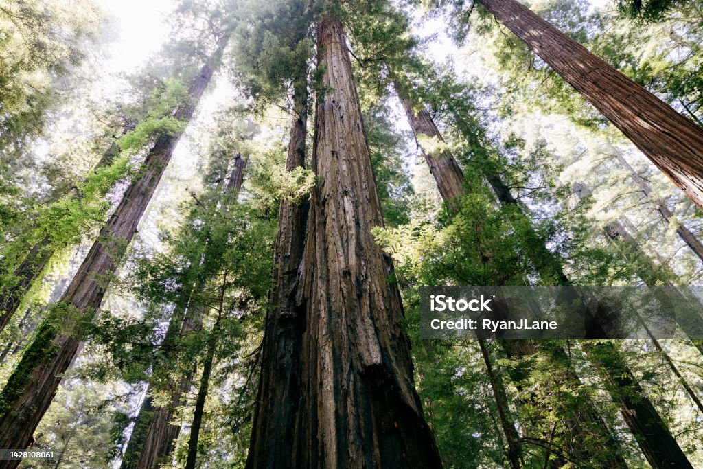 Redwood and Sequoia Trees Reach to the Sky Large Redwood and Sequoia as viewed from below rise high above.  Photographed in California, USA. Redwood Forest Stock Photo