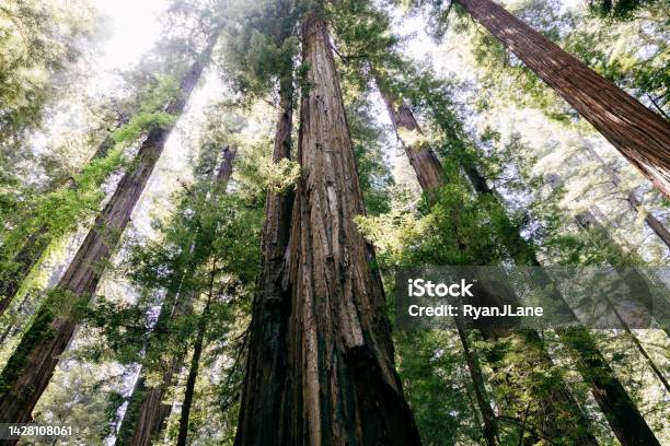 Redwood And Sequoia Trees Reach To The Sky Stock Photo - Download Image Now - Redwood Forest, Redwood Tree, Northern California