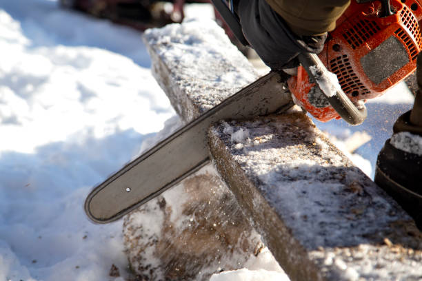 istock Cutting a tree with a chainsaw in winter weather 1428109001