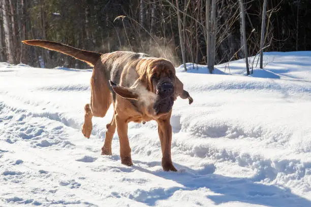 Photo of An adult Bloodhound runs along a snowy road. Walking the dog in winter.
