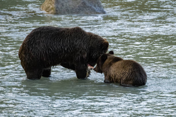 アラスカの川でサーモンを釣るグリズリーズ - bear salmon alaska cub ストックフォトと画像