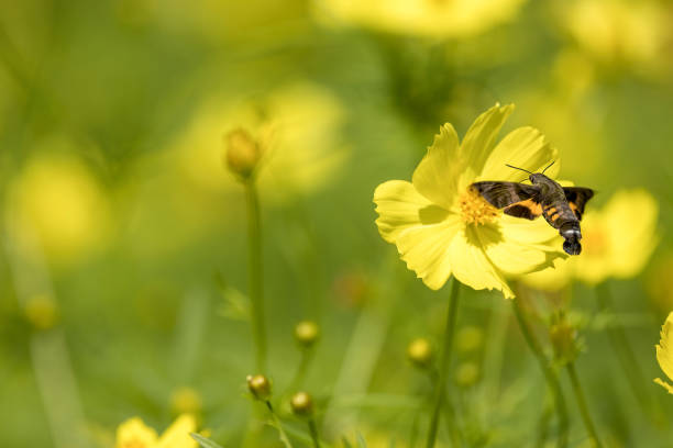 istock A humming-bird hawkmoth suck nectar from yellow cosmos. 1428112762