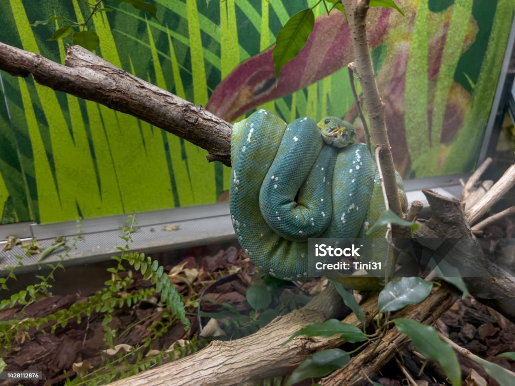 green tree python stock photos, images and backgrounds... Green Tree Python Stock Photo - Download Image Now - Animal, Animal ...