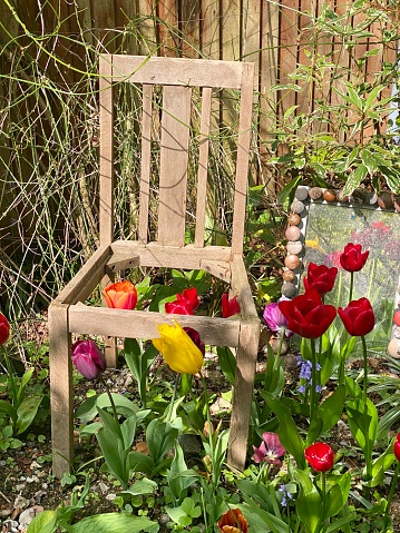 Colourful tulips grow through a discarded wooden chair