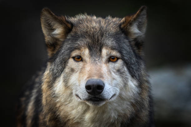 bellissimo timberwolf canadese - nature dog alertness animal foto e immagini stock