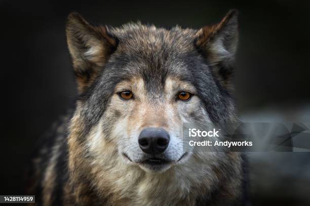 Beautiful Canadian Timberwolf Stock Photo - Download Image Now - Wolf, Gray Wolf, Animal Head