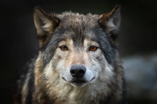 Portrait of a beautiful canadian timberwolf looking at camera. Focus on the eyes of the animal.
