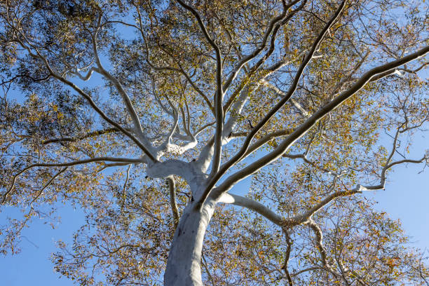 albero e cielo blu, vista ad angolo basso, sfondo con spazio di copia - treetop sky tree tree canopy foto e immagini stock