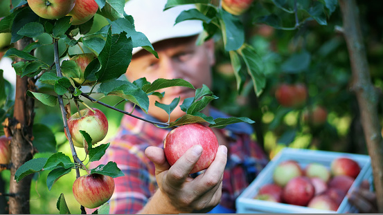 close-up, portrait of handsome male farmer or agronomist, picking apples on farm in orchard, on sunny autumn day. holding a wooden box with red apples, smiling. Agriculture and gardening concept. Healthy nutrition.