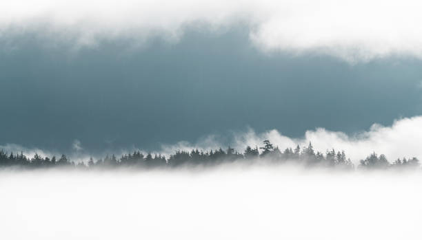 Tree silhouettes in mist, Tofino, Vancouver Island, Canada