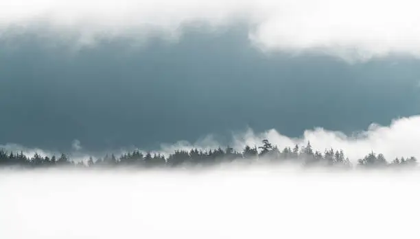 Journey through the clouds, tree silhouettes in the mist, Tofino, Vancouver Island, British Columbia, Canada.