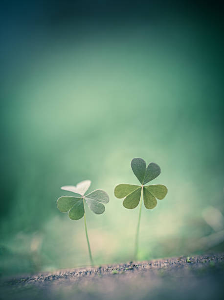 istock Beautiful nature background with two clover leaves. close-up macro. Template for design. copy space for text 1428118398