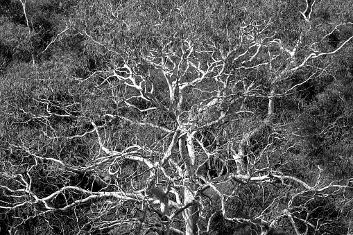 Black and white Eucalyptus forest, background with copy space, full frame vertical composition