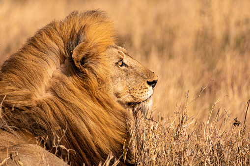 Male lion walking through Masai Mara wilderness.