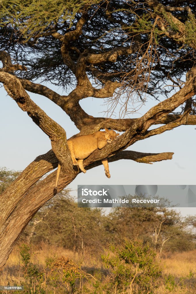 Lioness lying asleep on a tree at sunset. peaceful moment Lion - Feline Stock Photo
