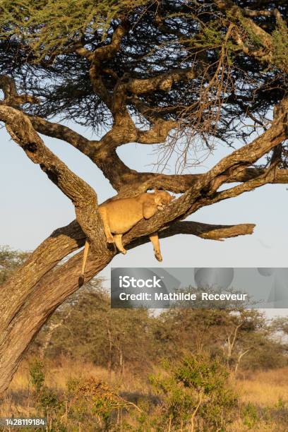 Lioness Lying Asleep On A Tree At Sunset Peaceful Moment Stock Photo - Download Image Now