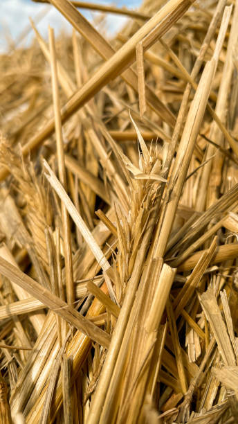 istock beautiful straw rye close-up in the field. 1428121163