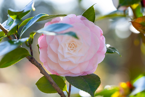 Beautiful Pink Camellia flower in morning sunlight, background with copy space, full frame horizontal composition