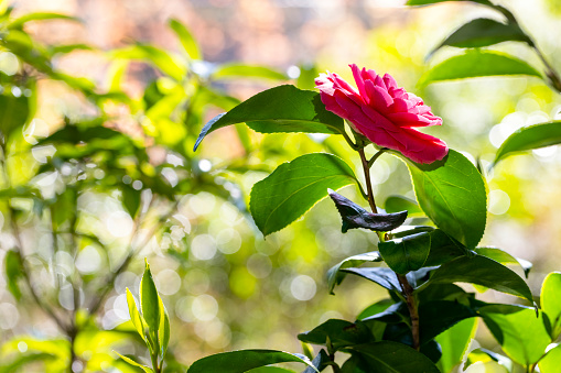 Beautiful Red Camellia flower in morning sunlight, background with copy space, full frame horizontal composition