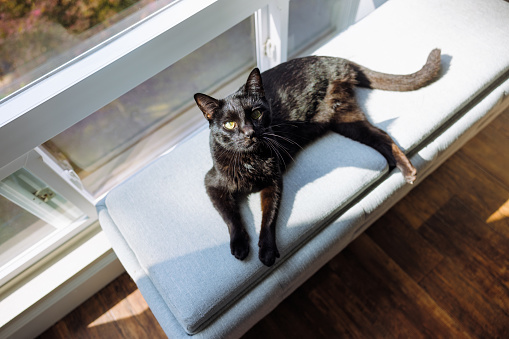 A disabled cat, who lost a rear leg in an accident, is not slowed down by his injury.  He leads a happy and healthy pet life at home, relaxing in the sunlight by a window.