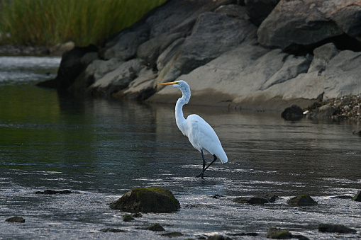 Great egret, rocks and marsh grass at Southport Beach in Fairfield, Connecticut -- late summer/early fall