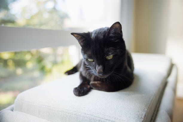 A disabled cat, who lost a rear leg in an accident, is not slowed down by his injury.  He leads a happy and healthy pet life at home, relaxing in the sunlight by a window.