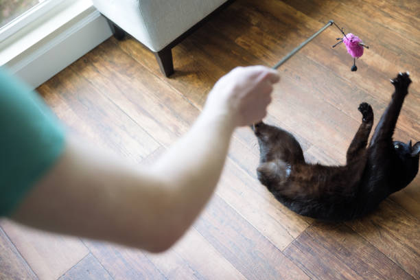 A disabled cat, who lost a rear leg in an accident, is not slowed down by his injury.  He leads a happy and healthy pet life at home, chasing and playing with a cat toy on the floor.