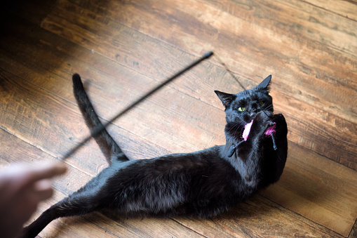 A disabled cat, who lost a rear leg in an accident, is not slowed down by his injury.  He leads a happy and healthy pet life at home, chasing and playing with a cat toy on the floor.