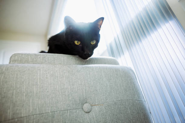 A lazy cat lies on a warm floor. The gray British cat is resting Cute gray British shorthair cat laying at home interior with sunlight on back.