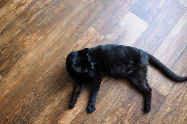 istock Cat With Three Legs Enjoys Domestic Life 1428126921