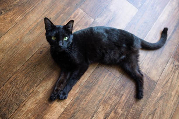 Cat With Three Legs Enjoys Domestic Life
