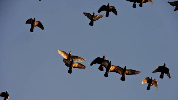 istock A group of pigeons flying in the sky. 1428126983