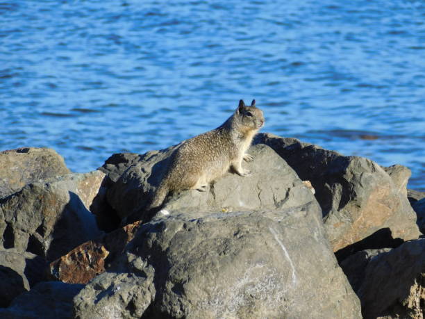 California Ground Squirrel 2 California ground squirrel standing on a rock in front of water california ground squirrel otospermophilus beecheyi stock pictures, royalty-free photos & images