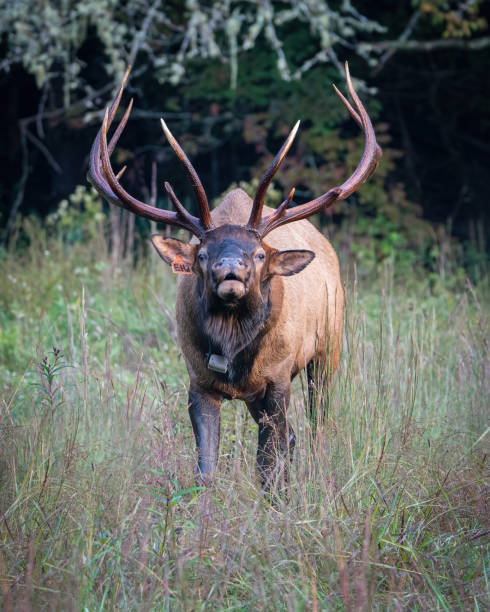 istock A Rocky Mountain Bull Elk Bugling 1428140269