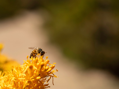 Honey Bee Pollinating on Yellow Flower.
