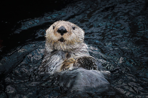 Sea otter posing in the water in Alaska, Prince Edward Island, Canada