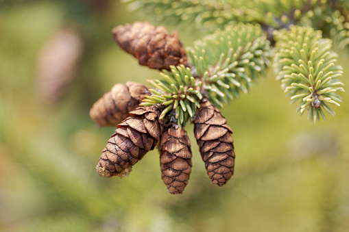 Photo depicting a bright evergreen pine three with a new small green cones. Little tiny cute colorful new fir-tree cone growth on the brunch, springtime. Macro, close up view.