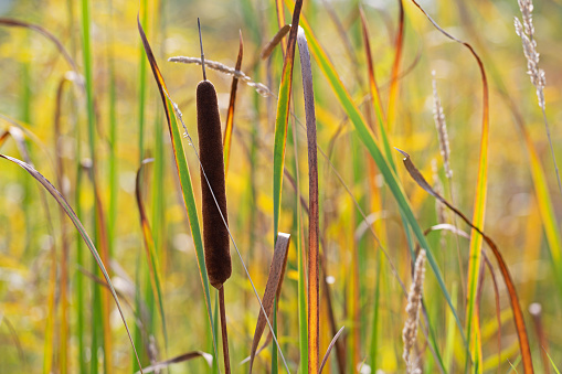 Cattail and reeds in a wetland area.